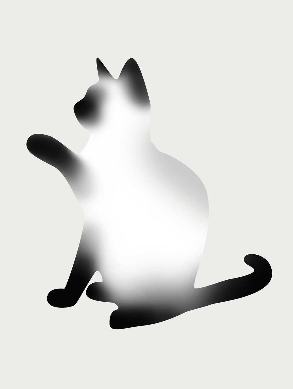 暹罗猫 03